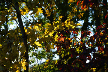 Wall Mural - Autumn colourful mix of red, yellow and green leaves on tree concept