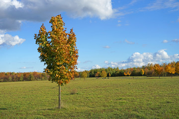 Wall Mural - Young maple tree with yellow leaves in park autumn concept