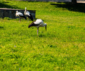 white stork in the meadow