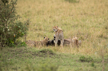 Cheetahs hunting a wildebeest at Masai Mara, Kenya