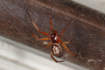 closeup/ macro of a false black widow, Steatoda nobilis, in her net
