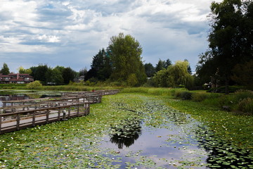 A beautiful lake in a residential area of Abbotsford, covered with white water lilies, a wooden bridge over the lake and a village of townhouses  on the shore against a cloudy sky