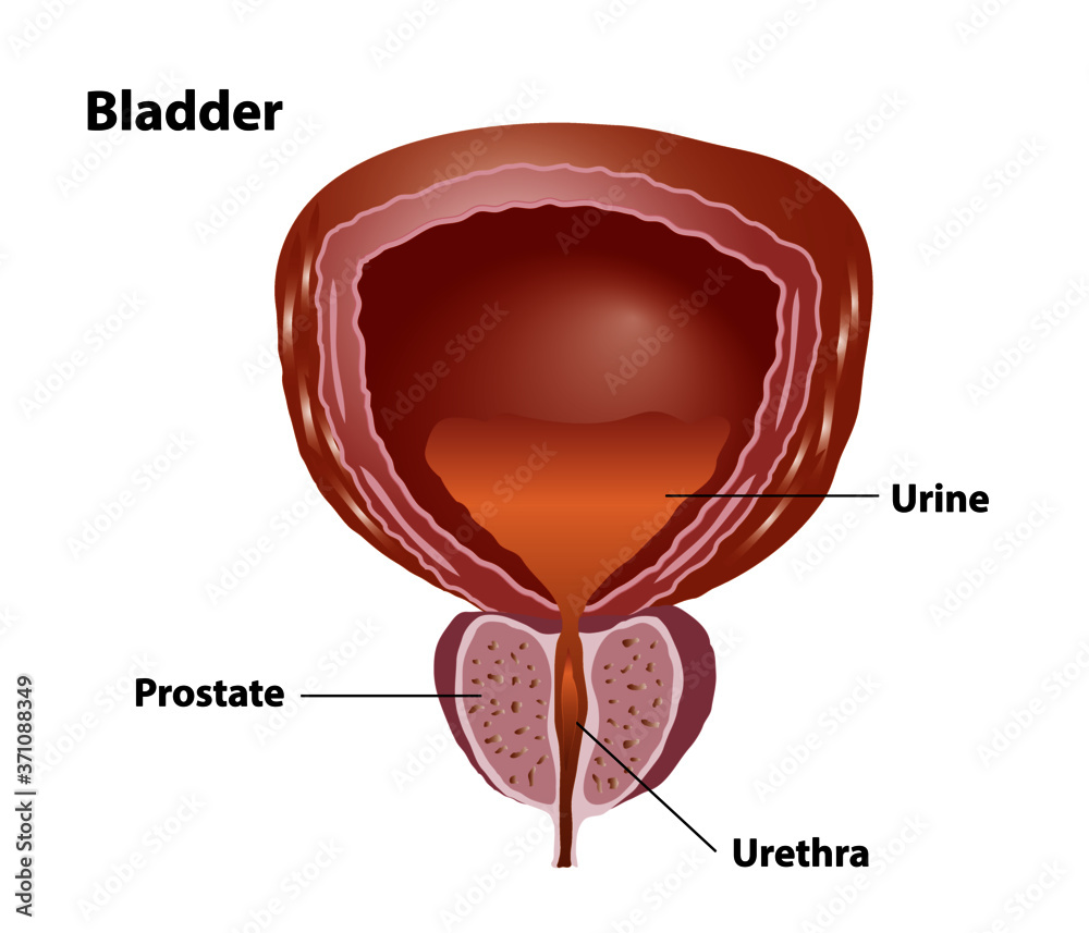 IS THE BLADDER NEAR THE PROSTATE visual data 4