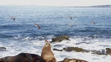 Pelicans And Seals Landscape In La Jolla, California.