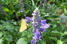 Butterfly On Blue Salvia Flowers