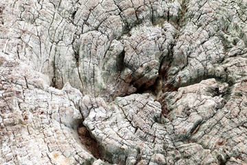 Wall Mural - Surface of dry wood stump texture background.