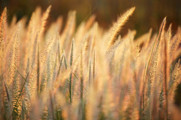 Wall Mural - White grass flowers