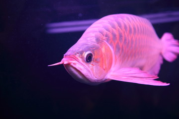 Close up of A red Asian Arowana fish swimming in home Aquarium Fish Glass Tank