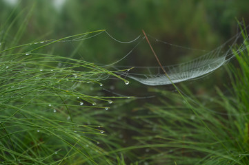 spider web between leaf and morning dew