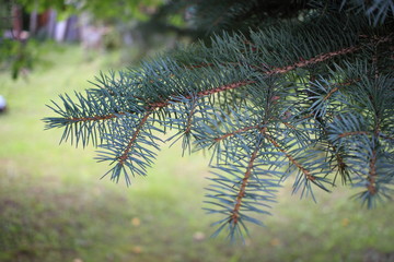 Branch of blue spruce with blurred background