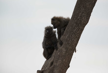 Baboons  On Tree At Masai Mara, Kenya