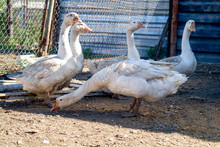 Four White Geese In The Poultry Yard.