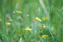 Small Yellow Wildflowers With Round Petals