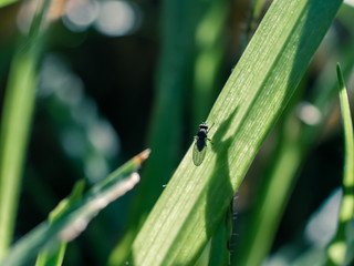 Wall Mural - insect on the grass