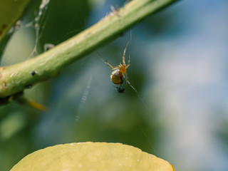 Wall Mural - spider on a leaf