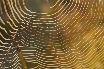 Beautiful drops of water on a spider web