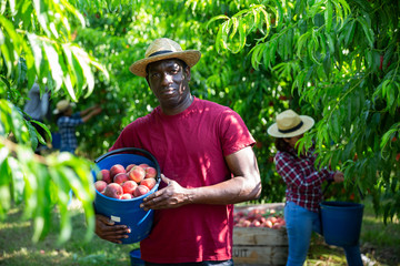 Wall Mural - Portrait of proud aframerican male owner of orchard holding freshly harvested peaches in plastic bucket