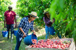 © JackF - Focused hispanic female farmer harvesting ripe peaches with team of workers in fruit garden, bulking picked fruits in large wooden box