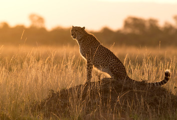 cheetah in the evening light. a backlit images