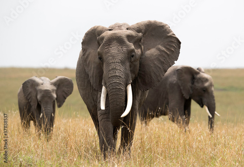 Cuadros en Lienzo African elephants in the grassland of Masai Mara