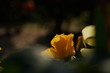 Yellow Flower of Rose 'Inka' in Full Bloom
