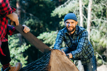 Wall Mural - Two brutal bearded foresters saw a tree.