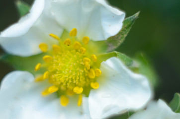 White flower after the rain with water drops macro