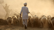Shepard With A Herd Of Sheep In The Thar Desert In Jaisalmer, India