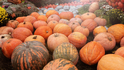 Different varieties of pumpkins. The harvest of vegetables.