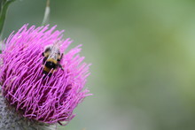 Insect On A Thistle