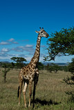 Fototapeta Sawanna - Solitary Giraffe in the serengeti, Tanzania
