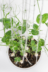 Sprouts of green young peas on white background