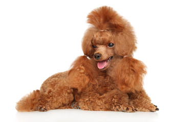 Canvas Print - Charming Red Toy Poodle