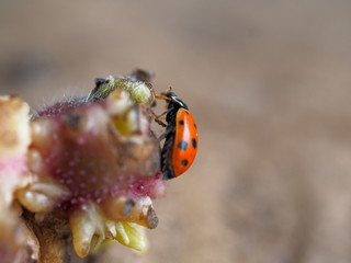 Sticker - insect ladybug on a plant close up