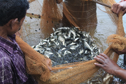 Fotografía carp fish seed ready for sale to fish farmers for fish culture in pisciculture p