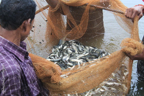 Cuadros en Lienzo carp fish seed ready for sale to fish farmers for fish culture in pisciculture p