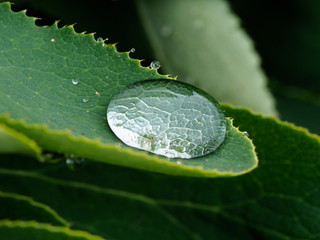 Wall Mural - dew drops on green leaf close-up