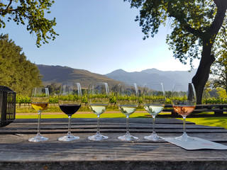 wine tasting in stellenbosch, south africa. from the front: blanc de noir, chardonnay, sauvignon bla