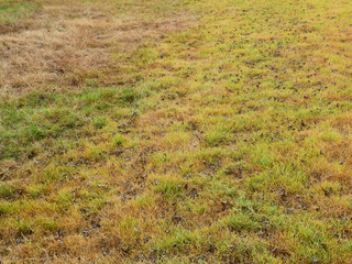 Poster - green grass and dry grass field