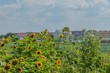 Sonnenblumen in der Gärtnerstadt Bamberg