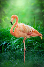 Beautiful Pink Big Bird Flamingo On Green Landscape