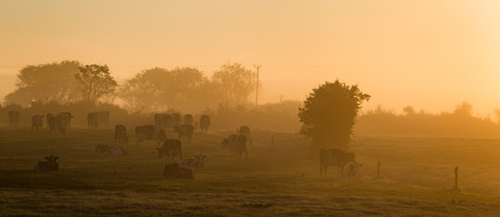 Wall Mural - Dairy cows grazing in a grass meadow during misty sunrise morning in rural Ireland