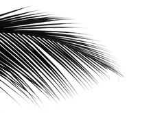 Beautiful Palm Leaf Isolated On White Background, Silhouette Style