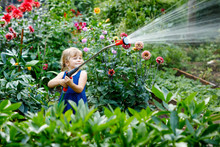 Beautiful Little Toddler Girl Watering Garden Flowers With Water Hose On Summer Day. Happy Child Helping In Family Garden, Outdoors, Having Fun With Splashing