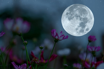 Wall Mural - full moon on the sky with silhouette cosmos flowers garden.
