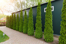 Row Of Tall Evergreen Thuja Occidentalis Trees Green Hedge Fence Along Path At Countryside Cottage Backyard. Landscaping Design, Topiary And Maintenace