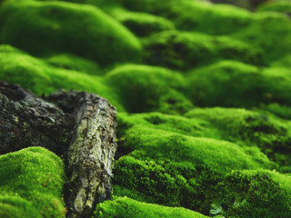 Sticker - close up view root of tree on the ground with green moss