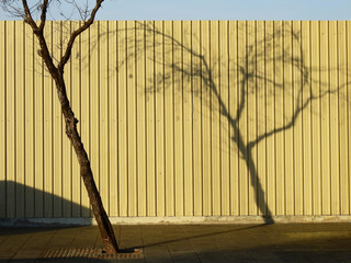 Canvas Print - tree on footpath with shadow on yellow metal sheet of fence in street