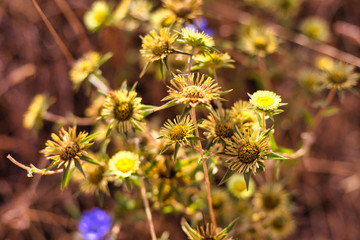 Cardos en flor