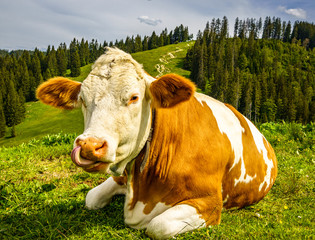 Canvas Print - nice cow